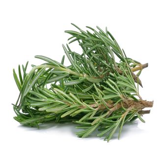 Rosmary- 1xPac03